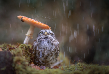 Steinkauz unter Regenschirm